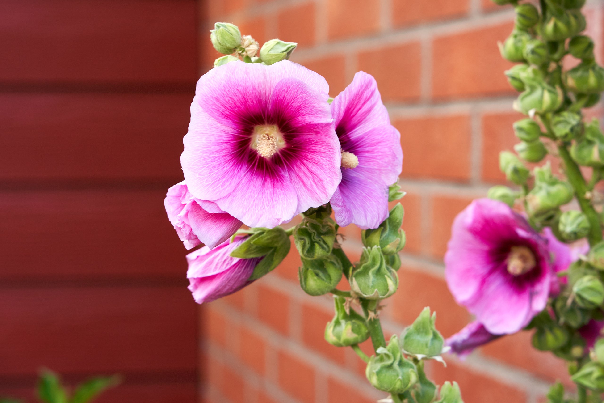 2022 07 22 Sverige 0424